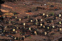 Termite group carrying pieces of wood, Tanjung Puting National Park, Borneo, Indonesia