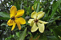 Golden Gardenia (Gardenia carinata) flowers, Tanjung Puting National Park, Borneo, Indonesia
