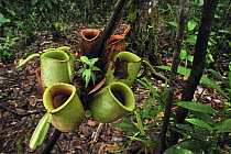 Flask-shaped Pitcher Plant (Nepenthes ampullaria), Tanjung Puting National Park, Borneo, Indonesia