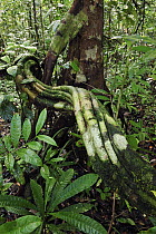 Vine in rainforest, Tanjung Puting National Park, Borneo, Indonesia