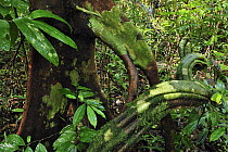 Vine in rainforest, Tanjung Puting National Park, Borneo, Indonesia