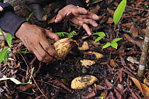 Ulin (Eusideroxylon zwageri) being planted as part of a restoration project, Tanjung Puting National Park, Borneo, Indonesia