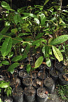 Ulin (Eusideroxylon zwageri) seedlings as part of a restoration project, Tanjung Puting National Park, Borneo, Indonesia
