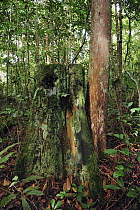Ulin (Eusideroxylon zwageri) tree trunk that has been illegally logged, Tanjung Puting National Park, Borneo, Indonesia