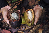 Ulin (Eusideroxylon zwageri) seeds with surrounding fruit, Tanjung Puting National Park, Borneo, Indonesia