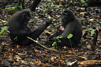 Celebes Black Macaque (Macaca nigra) grooming and mother with baby, Tangkoko Nature Reserve, northern Sulawesi, Indonesia