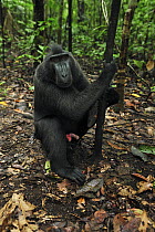 Celebes Black Macaque (Macaca nigra) male, Tangkoko Nature Reserve, northern Sulawesi, Indonesia