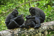 Celebes Black Macaque (Macaca nigra) mothers grooming young, Tangkoko Nature Reserve, northern Sulawesi, Indonesia