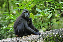 Celebes Black Macaque (Macaca nigra) female with baby, Tangkoko Nature Reserve, northern Sulawesi, Indonesia