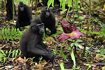Celebes Black Macaque (Macaca nigra) group beside a Corpse Flower (Amorphophallus paeoniifolius), Tangkoko Nature Reserve, northern Sulawesi, Indonesia
