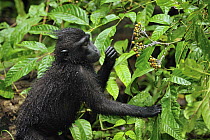 Celebes Black Macaque (Macaca nigra) juvenile feeding on fruit, Tangkoko Nature Reserve, northern Sulawesi, Indonesia