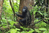 Celebes Black Macaque (Macaca nigra) in rainforest interior, Tangkoko Nature Reserve, northern Sulawesi, Indonesia