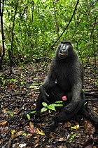 Celebes Black Macaque (Macaca nigra) male sitting on forest floor, Tangkoko Nature Reserve, northern Sulawesi, Indonesia