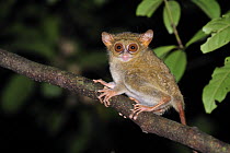 Spectral Tarsier (Tarsius tarsier), Tangkoko Nature Reserve, northern Sulawesi, Indonesia