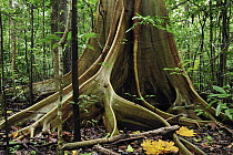 True Fig Shell (Ficus variegata) with buttress roots, Tangkoko Nature Reserve, northern Sulawesi, Indonesia