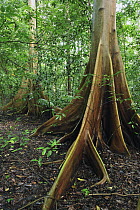 True Fig Shell (Ficus variegata) buttress roots, Tangkoko Nature Reserve, northern Sulawesi, Indonesia