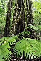 Weeping Fig (Ficus benjamina) and Woka Palm (Livistona rotundifolia), Tangkoko Nature Reserve, northern Sulawesi, Indonesia