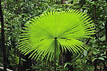 Woka Palm (Livistona rotundifolia) frond, Tangkoko Nature Reserve, northern Sulawesi, Indonesia