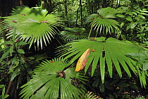Woka Palm (Livistona rotundifolia) fronds, Tangkoko Nature Reserve, northern Sulawesi, Indonesia
