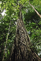 Weeping Fig (Ficus benjamina) showing strangling air roots, Tangkoko Nature Reserve, northern Sulawesi, Indonesia