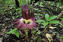 Arum (Amorphophallus sp) flowering on forest floor, Tangkoko Nature Reserve, northern Sulawesi, Indonesia