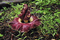 Arum (Amorphophallus sp) flowering on forest floor, Tangkoko Nature Reserve, northern Sulawesi, Indonesia