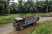 Oil Palm (Elaeis sp) fruit in truck transported from plantation, beside Gunung Leuser National Park, northern Sumatra, Indonesia