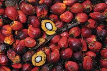 Oil Palm (Elaeis sp) fruit showing one split with kernel, northern Sumatra, Indonesia