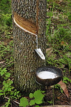 Rubber Tree (Hevea brasiliensis) tapped for sap used as latex, Gunung Leuser National Park, northern Sumatra, Indonesia