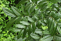 Meranti (Shorea sp) leaves, Gunung Leuser National Park, northern Sumatra, Indonesia