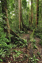 Meranti (Dipterocarpaceae) trees in rainforest, Gunung Leuser National Park, northern Sumatra, Indonesia