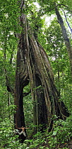 Fig (Ficus sp) tree with man at base to show scale, Gunung Leuser National Park, northern Sumatra, Indonesia