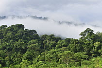 Lowland rainforest with mist, Gunung Leuser National Park, northern Sumatra, Indonesia