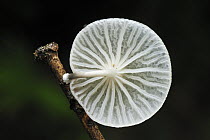 Fungus underside showing gill structure, Gunung Leuser National Park, northern Sumatra, Indonesia