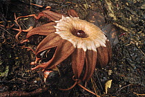 Rhizanthes (Rhizanthes sp) female flower mimics the smell of a rotting carcass to attract carrion flies which swarm around it to lay their eggs, Gunung Leuser National Park, northern Sumatra, Indonesi...