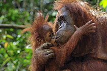 Sumatran Orangutan (Pongo abelii) mother kissing young, Gunung Leuser National Park, northern Sumatra, Indonesia