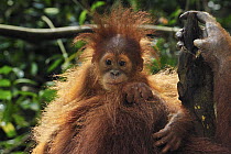 Sumatran Orangutan (Pongo abelii) young, Gunung Leuser National Park, northern Sumatra, Indonesia