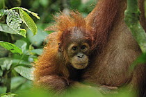 Sumatran Orangutan (Pongo abelii) young, Gunung Leuser National Park, northern Sumatra, Indonesia