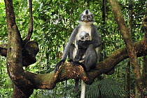 North Sumatran Leaf Monkey (Presbytis thomasi) mother with baby, Gunung Leuser National Park, northern Sumatra, Indonesia