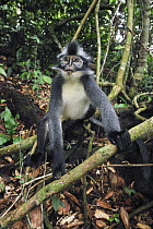 North Sumatran Leaf Monkey (Presbytis thomasi) on forest floor, Gunung Leuser National Park, northern Sumatra, Indonesia