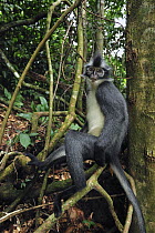 North Sumatran Leaf Monkey (Presbytis thomasi) sitting on tree roots, Gunung Leuser National Park, northern Sumatra, Indonesia