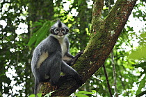 North Sumatran Leaf Monkey (Presbytis thomasi), Gunung Leuser National Park, northern Sumatra, Indonesia