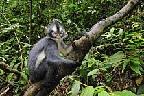 North Sumatran Leaf Monkey (Presbytis thomasi) juvenile in rainforest interior, Gunung Leuser National Park, northern Sumatra, Indonesia
