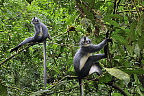 North Sumatran Leaf Monkey (Presbytis thomasi) pair in trees, Gunung Leuser National Park, northern Sumatra, Indonesia