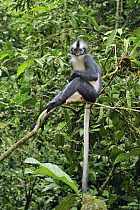 North Sumatran Leaf Monkey (Presbytis thomasi) sitting on branch, Gunung Leuser National Park, northern Sumatra, Indonesia