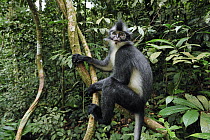 North Sumatran Leaf Monkey (Presbytis thomasi), Gunung Leuser National Park, northern Sumatra, Indonesia