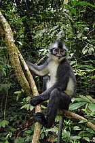 North Sumatran Leaf Monkey (Presbytis thomasi) on liana, Gunung Leuser National Park, northern Sumatra, Indonesia