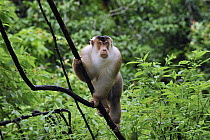 Pig-tailed Macaque (Macaca nemestrina), Gunung Leuser National Park, northern Sumatra, Indonesia