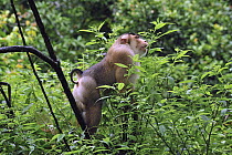 Pig-tailed Macaque (Macaca nemestrina) calling, Gunung Leuser National Park, northern Sumatra, Indonesia