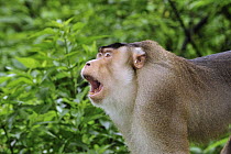 Pig-tailed Macaque (Macaca nemestrina) male calling, Gunung Leuser National Park, northern Sumatra, Indonesia